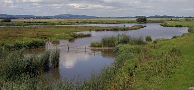 A view of some of the wetlands at Slimbridge.